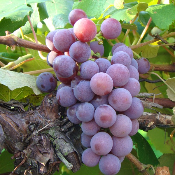double-a-vineyards-catawba-grapevines_2